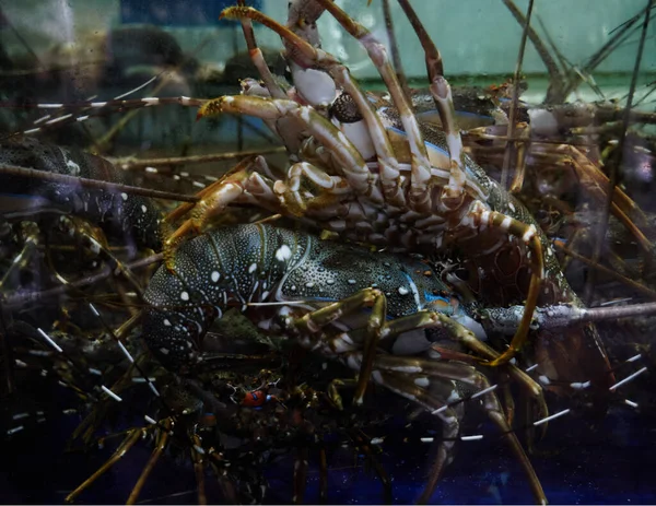 Levande hummer i skaldjursrestaurang Royaltyfria Stockbilder