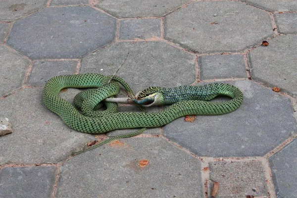 A cobra come um lagarto — Fotografia de Stock