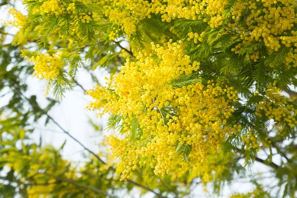 Mimosa grenar med gula blommor på nära håll — Stockfoto