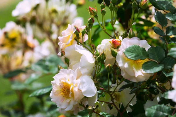 Roses plant in spring — Stock Photo, Image