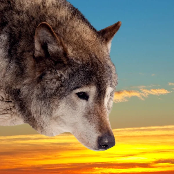 Cabeza de lobo contra la puesta del sol —  Fotos de Stock