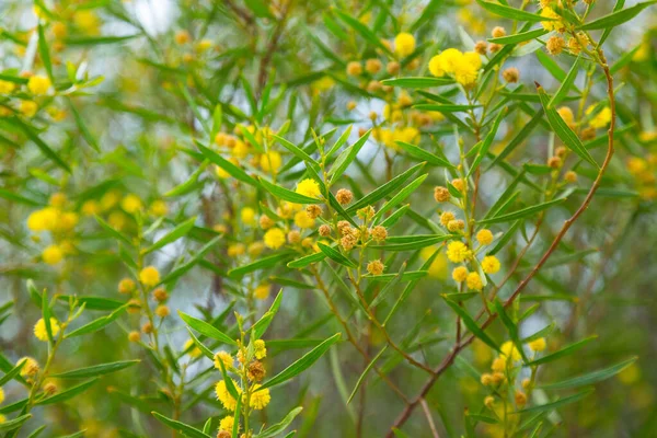 Acacia dodonaefolia fleurs jaunes — Photo