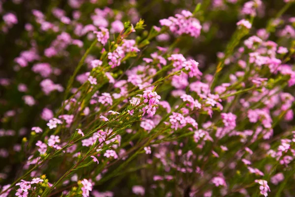 Coleonema pulchellum pink flowers — стоковое фото