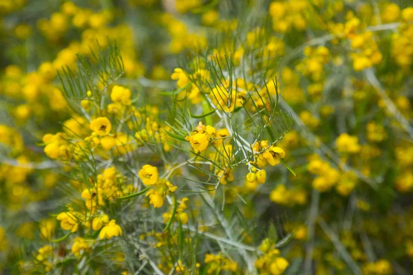 Senna artemisioides florecen — Foto de Stock