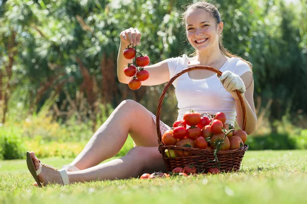 Жінка з кошиком зібраного помідора — стокове фото