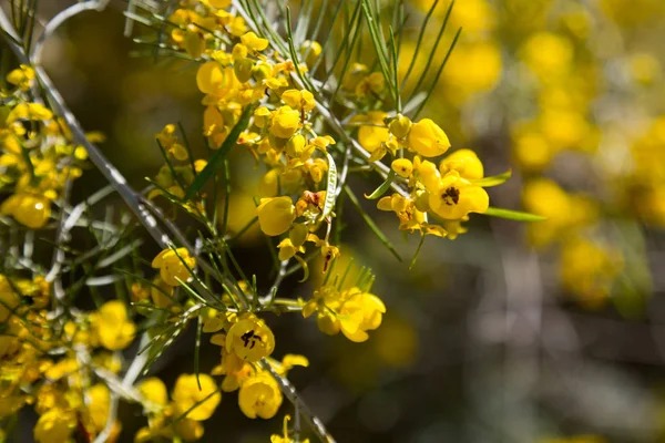Kwitnący Senna artemisioides na wiosnę — Zdjęcie stockowe