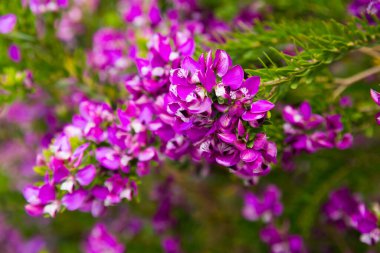 close up of multitude pink flowers polygala myrtifolia outdoors clipart