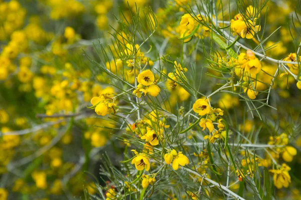 フィールドや花壇の多くの小さな黄色の花セナArtemisioides — ストック写真