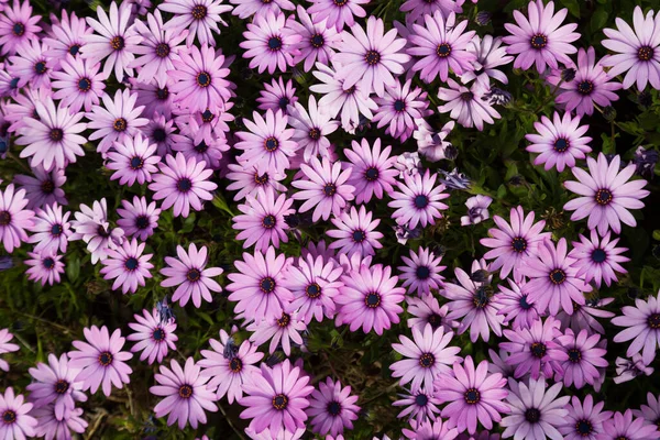 花壇には多くの小さなピンクの花ガサニアLongiscapa — ストック写真