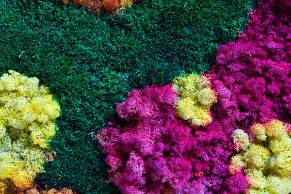 Historia Multicolor Naturaleza Lichen Superficie Cultivada Musgo Cerca Arriba —  Fotos de Stock