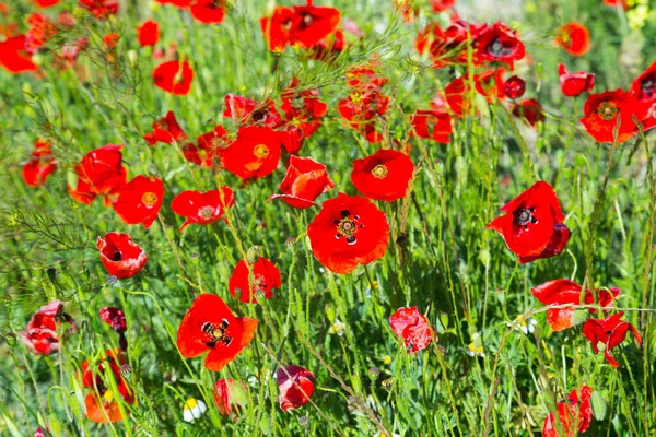 Kırmızı Gelincik Çiçekleri Ekilmemiş Tarlada Yaz Günü Güneş Işığında — Stok fotoğraf