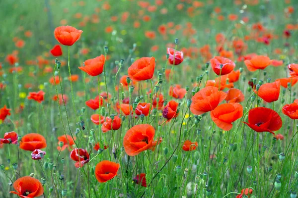 Floraison Des Coquelicots Rouges Sauvages Pré Montagne Printemps — Photo