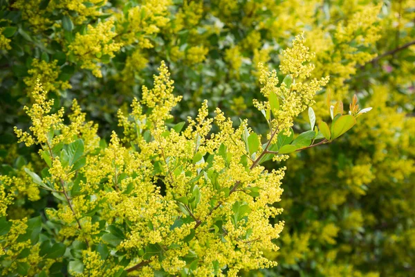 Blossoming Yellow Branches Acacia Howittii Tree — Stock Photo, Image