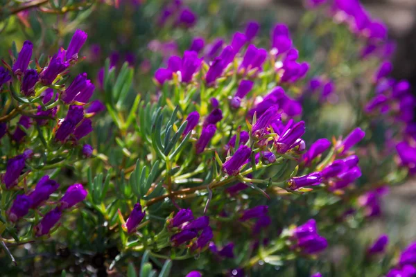 Gelo Planta Lampranthus Multiradiatus Planta Com Flores — Fotografia de Stock