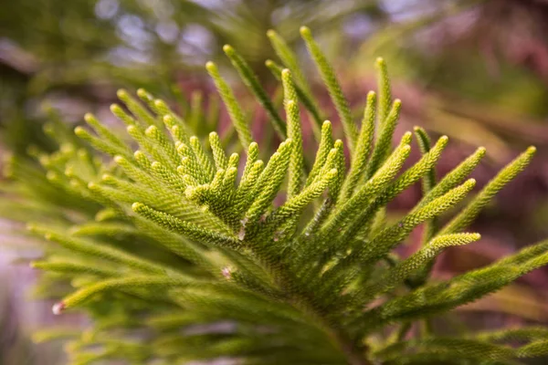 Detailní Záběr Věčně Zelených Stromů Araucaria Heterophylla Větví Malými Jehličkami — Stock fotografie