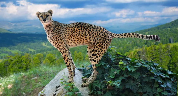 Yetişkin Çita Vahşilikte Taşın Üzerinde Duruyor — Stok fotoğraf