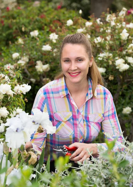 Giovane Donna Bionda Taglia Taglia Cespuglio Con Secateur Giardino — Foto Stock