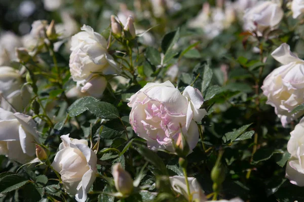 Bunch White Rose Bush Flowers Flourishing Outdoors Park — Stock Photo, Image