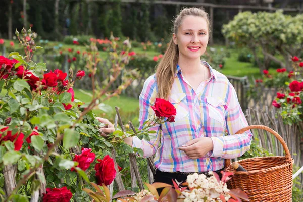 Happy European Female Holding Basket Standing Blooming Roses — Stock Photo, Image