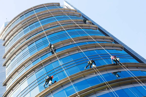 Several industrial alpinists cleaning windows of glass skyscraper