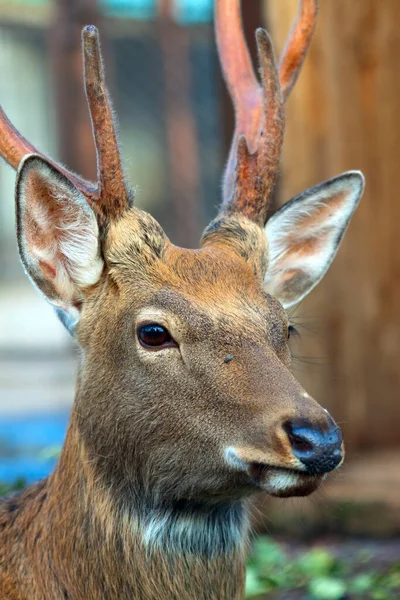 Head Sika Deer Blur Background — Stock Photo, Image