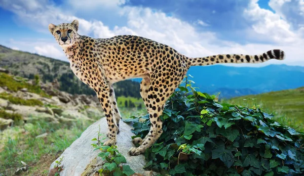 Male Cheetah Standing Stone Wildness — Stock Photo, Image