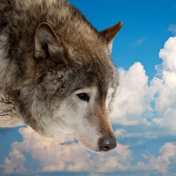 在多云的天空背景下狼的头 图库图片
