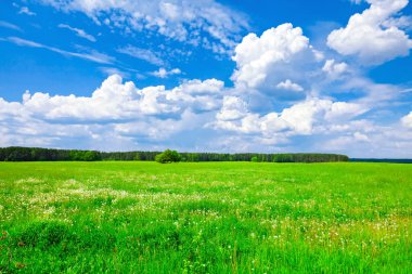 Mavi gökyüzü arka plan üzerine yeşil alanda ağaç