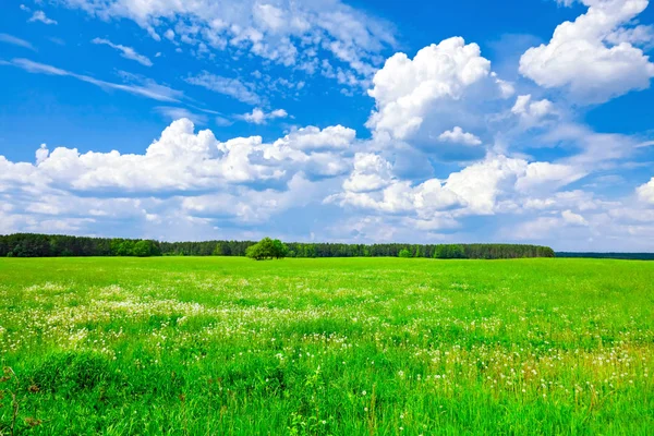 Mavi gökyüzü arka plan üzerine yeşil alanda ağaç