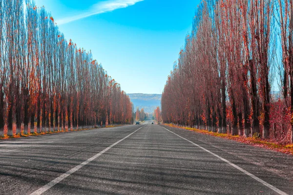 Route vers les montagnes à travers l'allée automne peupliers rouges — Photo