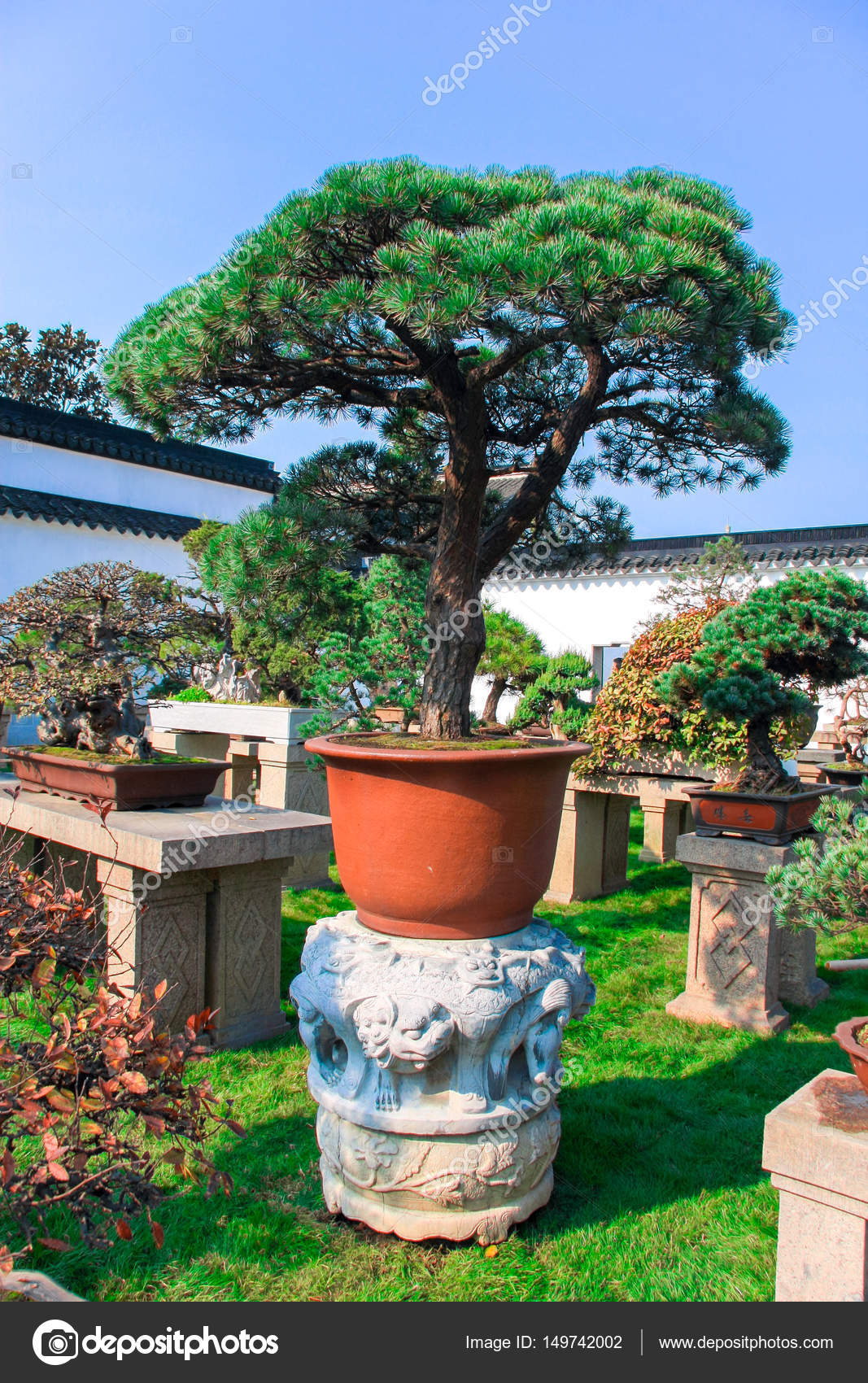 Chinese Pine Bonsai In A Bright Orange Pot In The Garden Stock