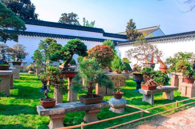 Parlak güneşli bir günde ağaçlarının Çin Bahçe