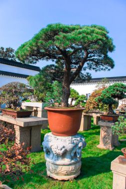 Çin çam bonsai Bahçe parlak bir turuncu tencerede