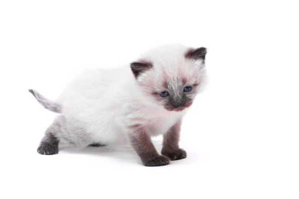 Siamese kitten with blue eyes looks down on white background. Isolated on white background. — Stock Photo, Image
