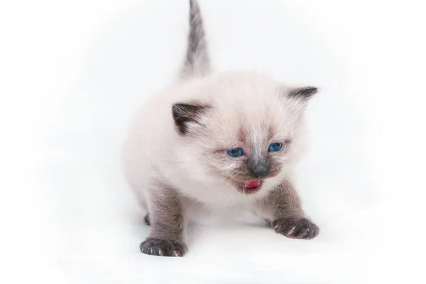 Siamese kitten with blue eyes mewing on camera on white background. Isolated on white background. — Stock Photo, Image