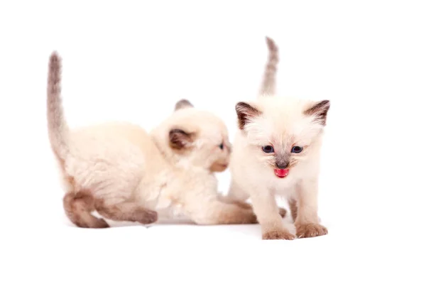 Vackra lilla siamese kattungar en mewing på kameran på vit bakgrund. Isolerad på vit bakgrund. — Stockfoto