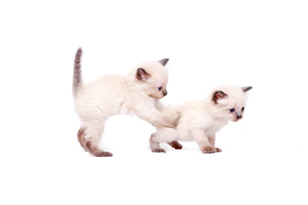 Красиві маленькі сиамські кошенята грають на камеру на білому тлі. Ізольовані на білому тлі . Стокове Зображення