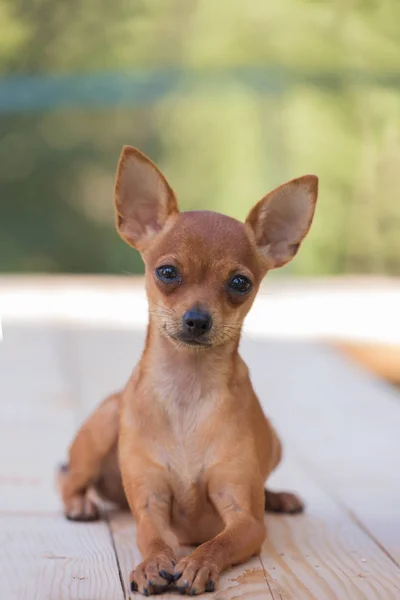 Terrier brinquedo russo , — Fotografia de Stock