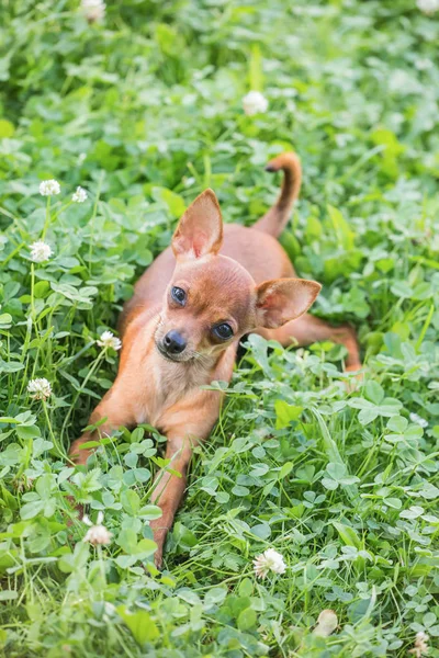 Orosz toy terrier, — Stock Fotó