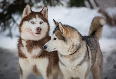 Husky bir yolda bir çift