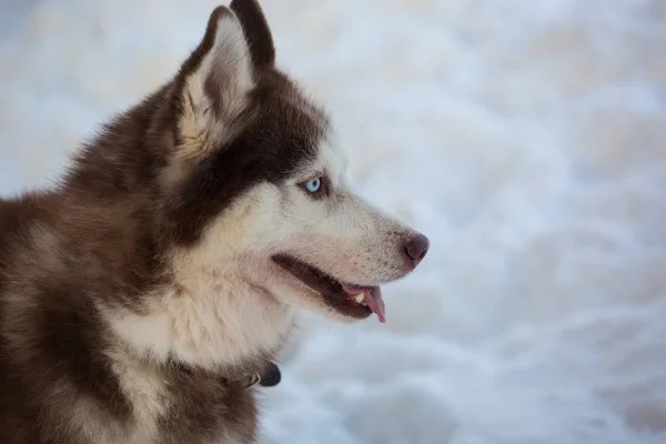 Husky Mira Distancia — Foto de Stock