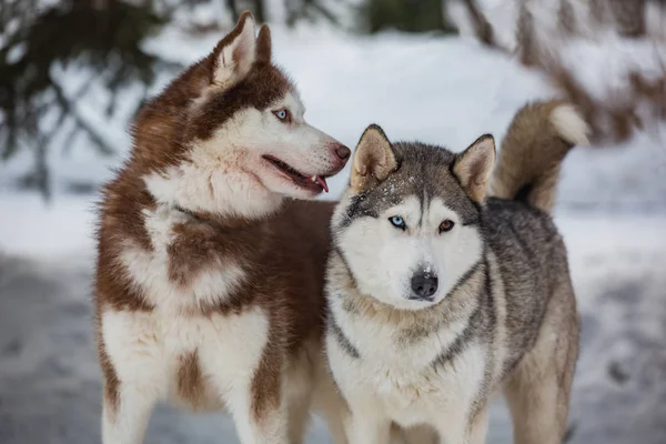 Een Paar Van Husky Een Wandeling — Stockfoto