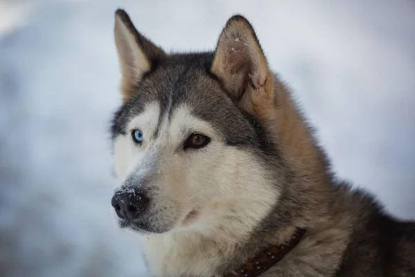 Portret Hondenras Husky Heterochromie — Stockfoto