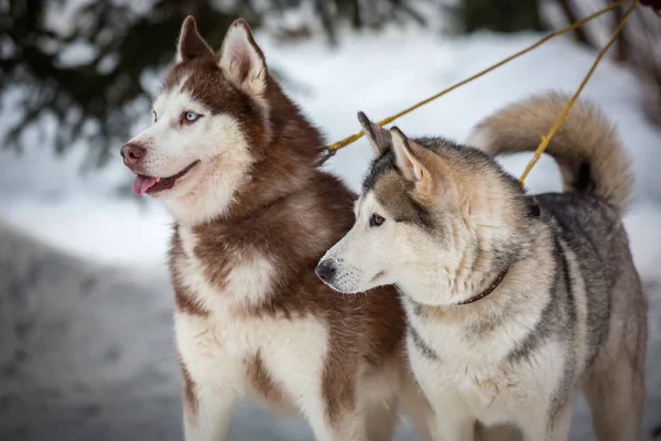 Dvojice Husky Procházce — Stock fotografie