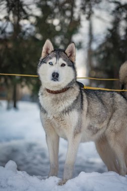 Portre köpek doğurmak husky hetrokromya