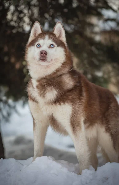 Kış Parkta Husky Köpek Doğurmak — Stok fotoğraf
