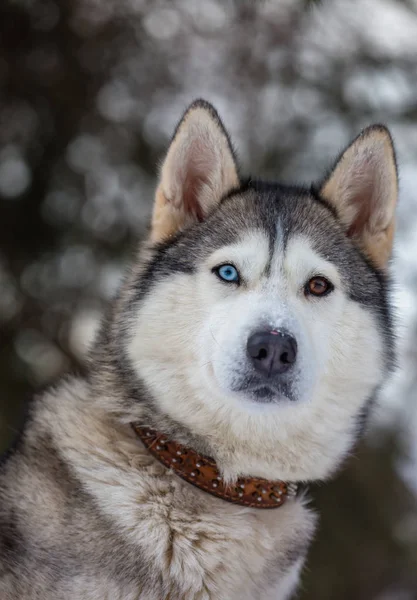 Raça Cão Husky Parque Inverno — Fotografia de Stock