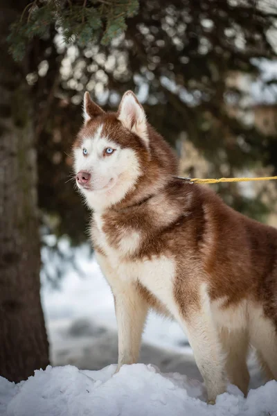 Cría Perros Husky Parque Invierno — Foto de Stock