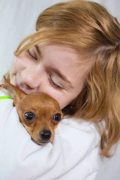 Girl with toy Terrier — Stock Photo, Image