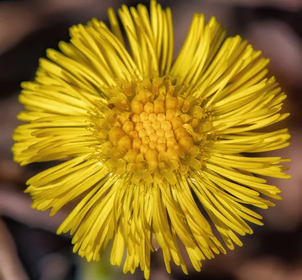 One yellow flower macro — Stock Photo, Image